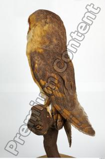 Barn owl - Tyto alba  0074